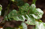 Sand post oak